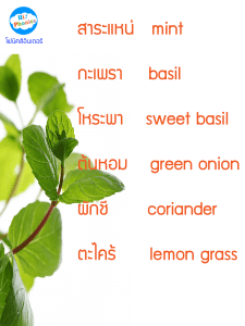 web mint-01